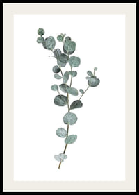 Fotografisk kvist av eukalyptus med runda blågröna blad-2