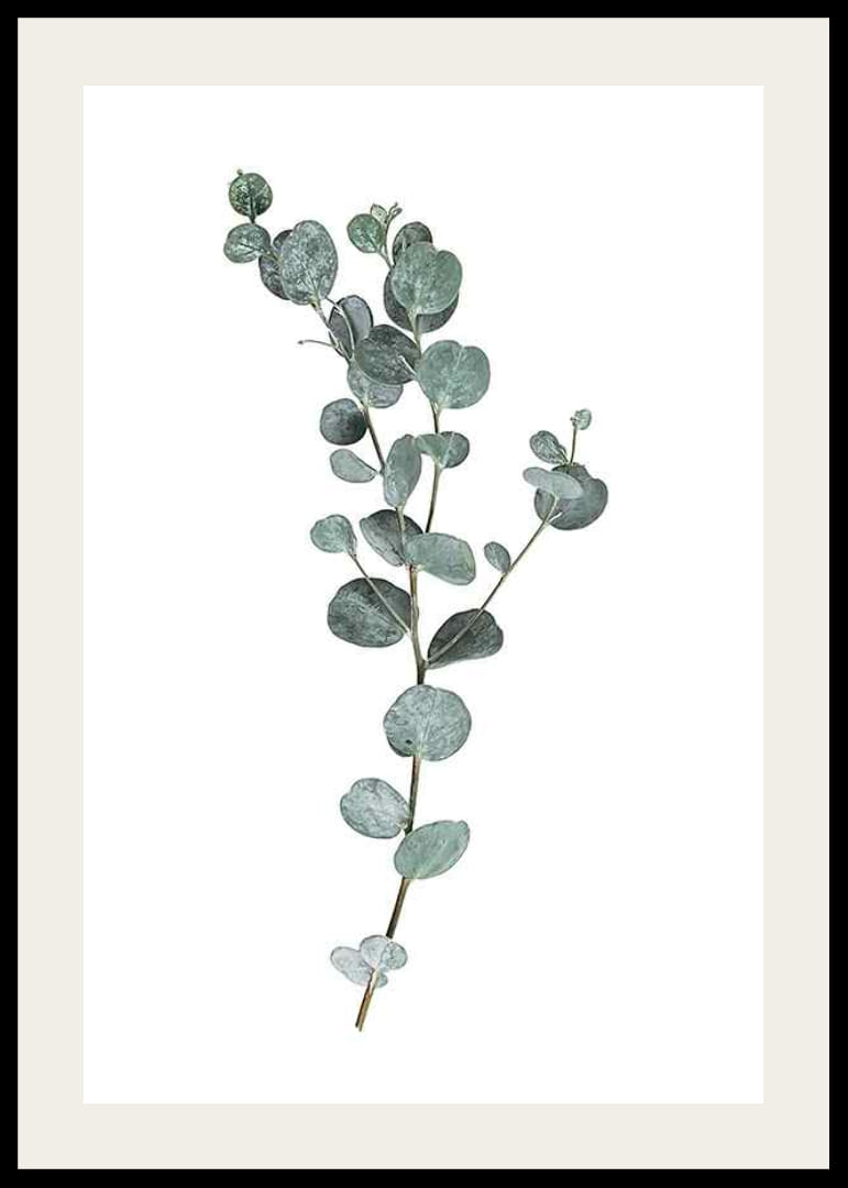 Fotografisk kvist av eukalyptus med runda blågröna blad-12