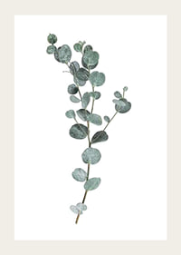 Photographic sprig of eucalyptus with round blue-green leaves-3