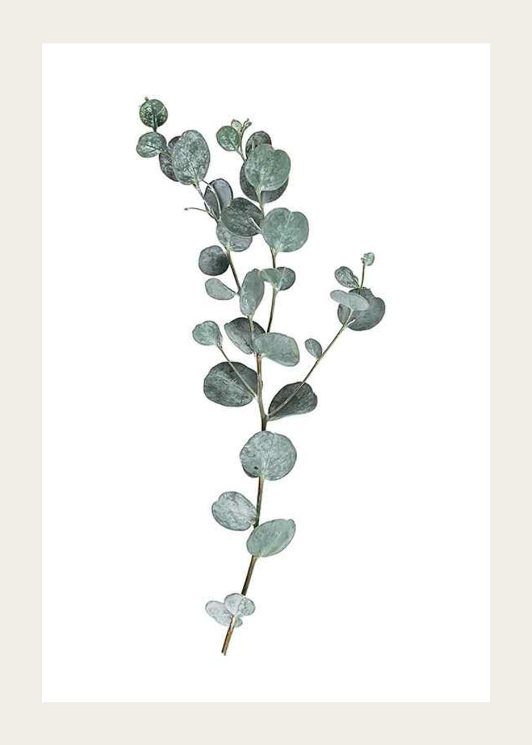 Photographic sprig of eucalyptus with round blue-green leaves-12