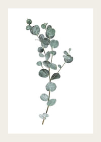 Fotografisk kvist av eukalyptus med runda blågröna blad-3