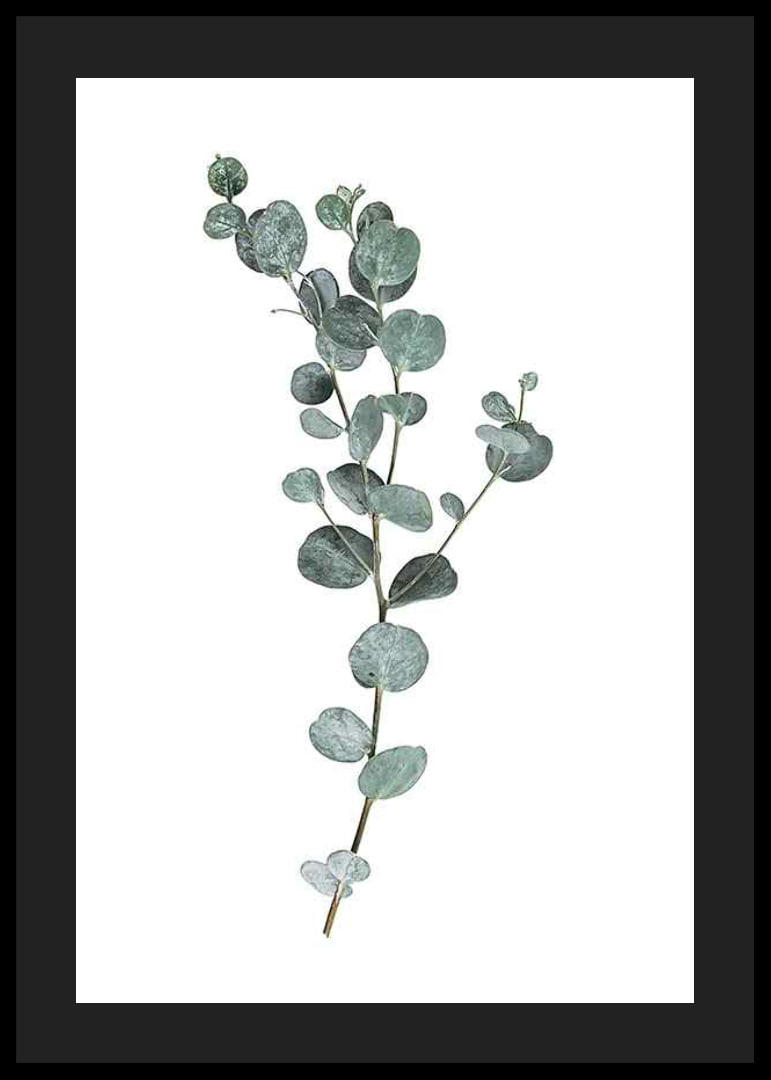 Photographic sprig of eucalyptus with round blue-green leaves-12