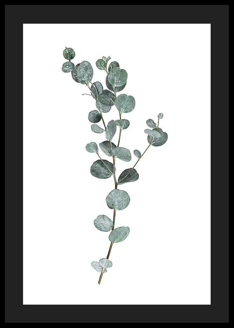 Fotografisk kvist av eukalyptus med runda blågröna blad-12