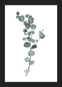 Photographic sprig of eucalyptus with round blue-green leaves-5