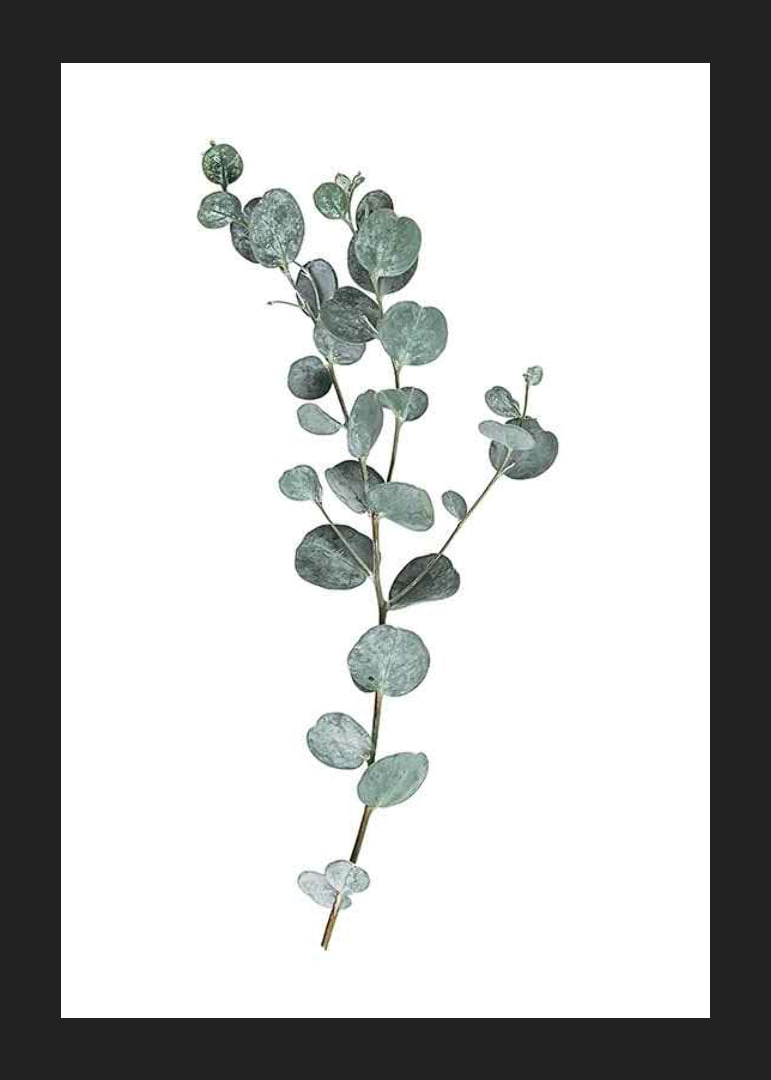 Photographic sprig of eucalyptus with round blue-green leaves-12