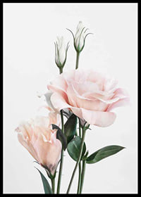 Photographic light pink roses with green leaves against white background-6