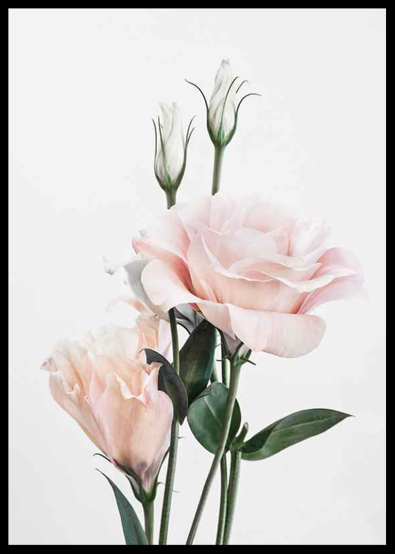 Photographic light pink roses with green leaves against white background-12