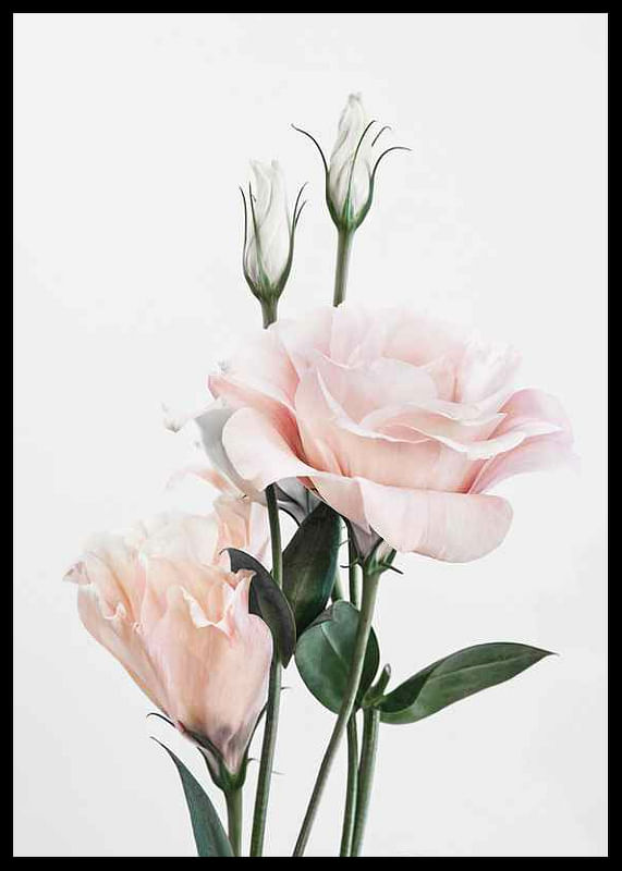 Rose Bouquet No1-12