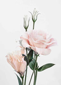 Photographic light pink roses with green leaves against white background-7