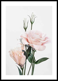 Photographic light pink roses with green leaves against white background-0