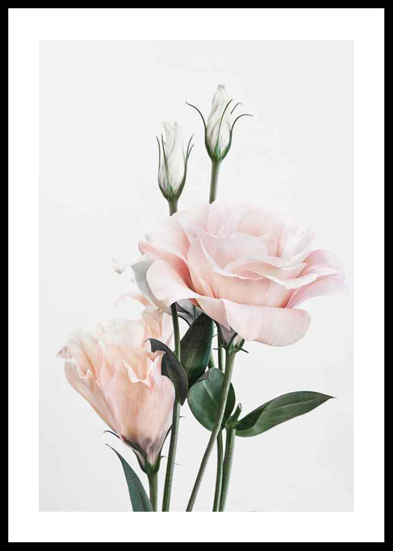 Photographic light pink roses with green leaves against white background-12
