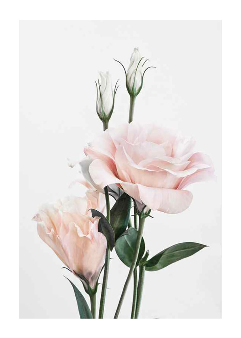 Photographic light pink roses with green leaves against white background-12