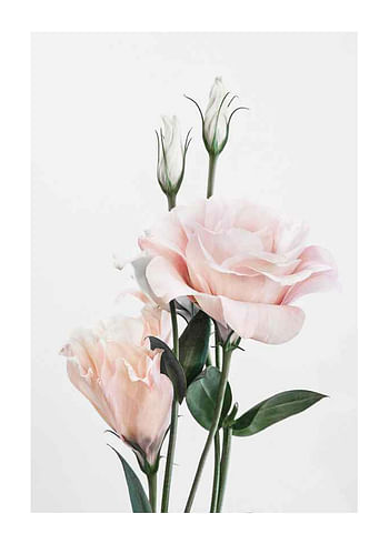 Poster Rose Bouquet No1
