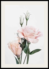 Photographic light pink roses with green leaves against white background-2