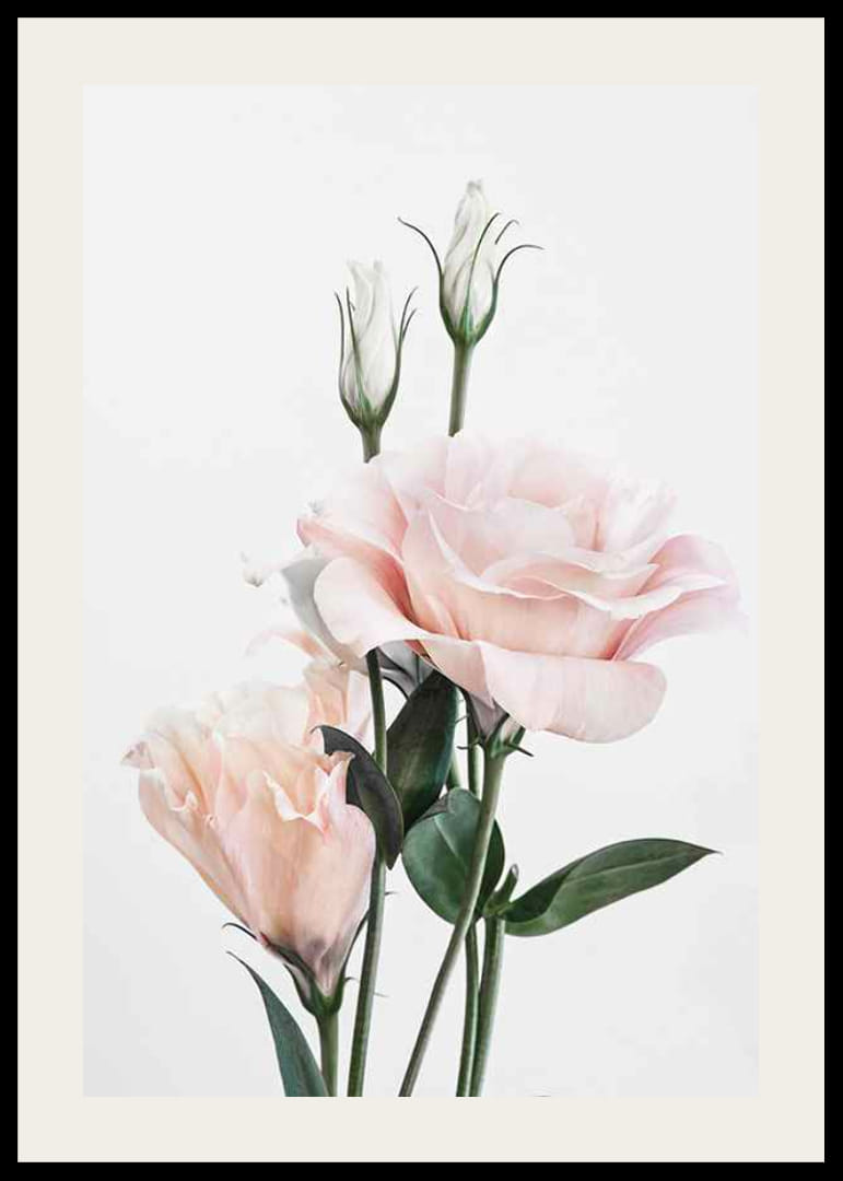 Fotografische hellrosa Rosen mit grünen Blättern vor weißem Hintergrund-12