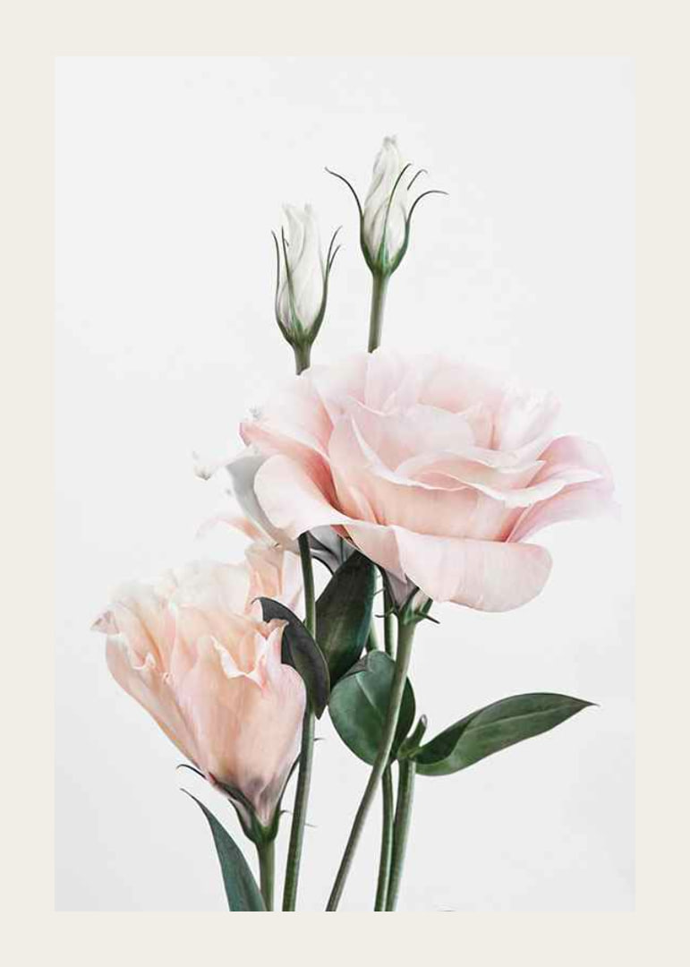 Photographic light pink roses with green leaves against white background-12