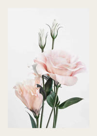 Fotografische hellrosa Rosen mit grünen Blättern vor weißem Hintergrund-3