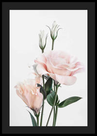 Fotografische hellrosa Rosen mit grünen Blättern vor weißem Hintergrund-4