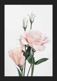 Fotografische hellrosa Rosen mit grünen Blättern vor weißem Hintergrund-5