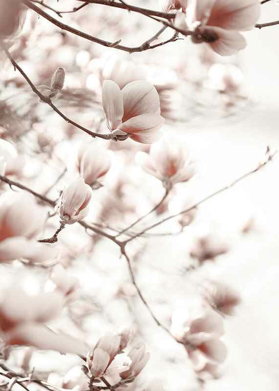 Pink Botanical Shades-12