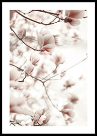 Fotografi af magnoliablomster i bløde lyserøde nuancer-0