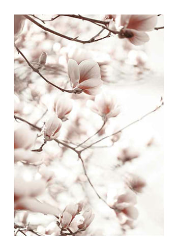 Poster Pink Botanical Shades
