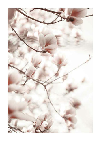 Plagát Pink Botanical Shades