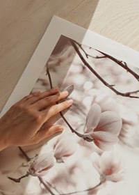 Fotografi af magnoliablomster i bløde lyserøde nuancer-9
