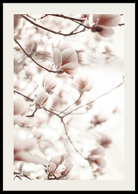 Fotografi af magnoliablomster i bløde lyserøde nuancer-2