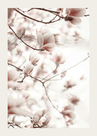 Fotografie von Magnolienblüten in zarten Rosatönen-3