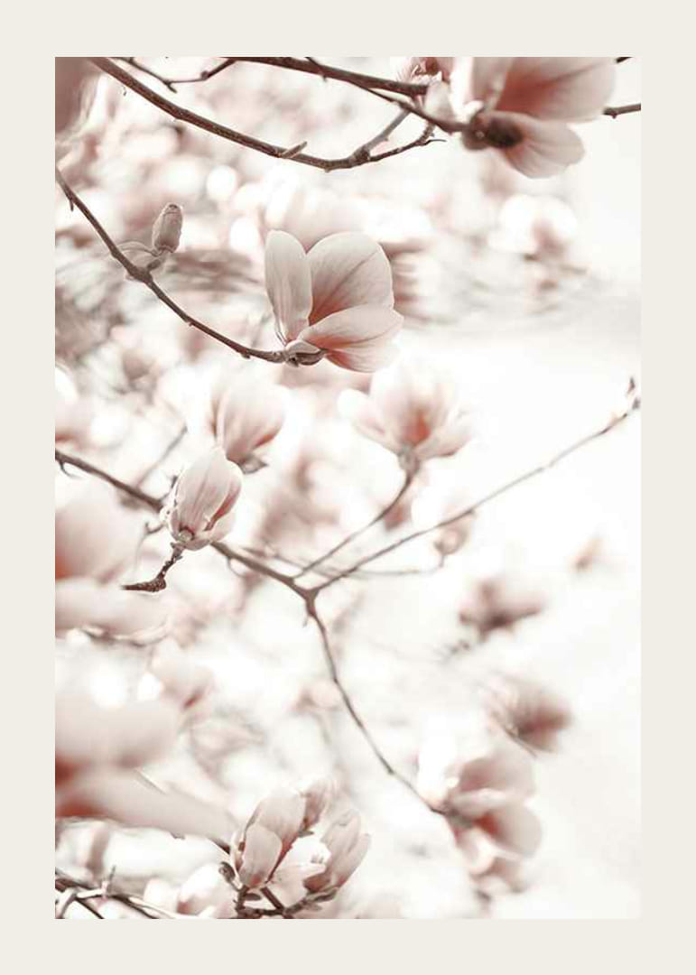 Fotografie von Magnolienblüten in zarten Rosatönen-12