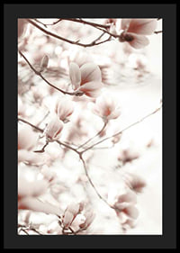 Fotografi af magnoliablomster i bløde lyserøde nuancer-4