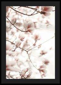 Fotografie von Magnolienblüten in zarten Rosatönen-4