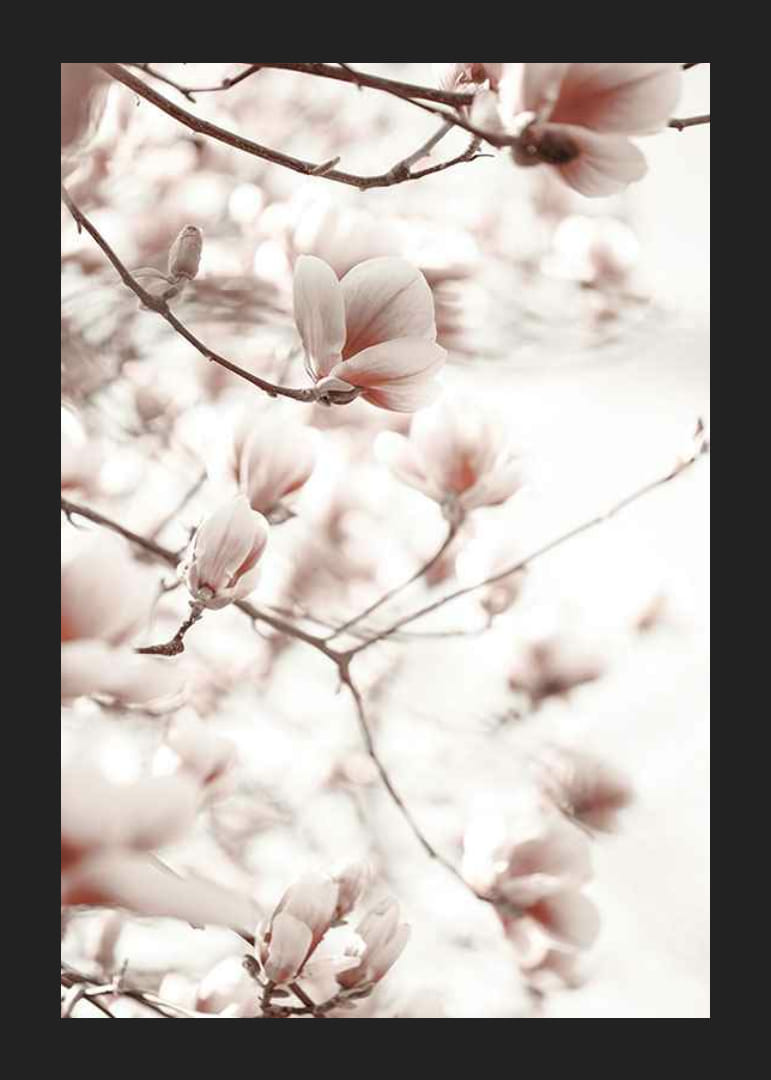 Fotografie von Magnolienblüten in zarten Rosatönen-12