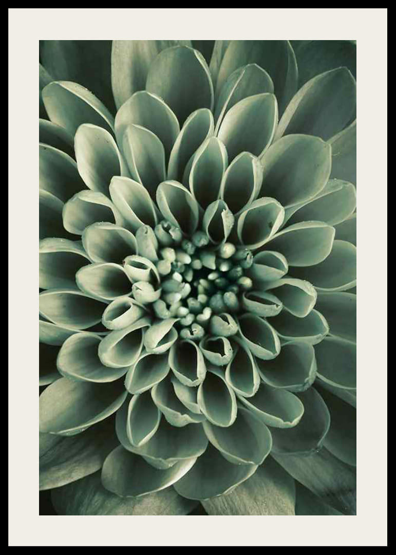 Close-up van een bloem met zachtgroene bloemblaadjes, fotografisch-12