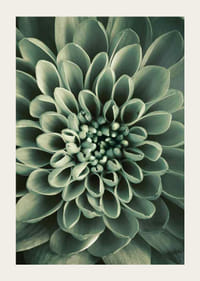 Close-up van een bloem met zachtgroene bloemblaadjes, fotografisch-3