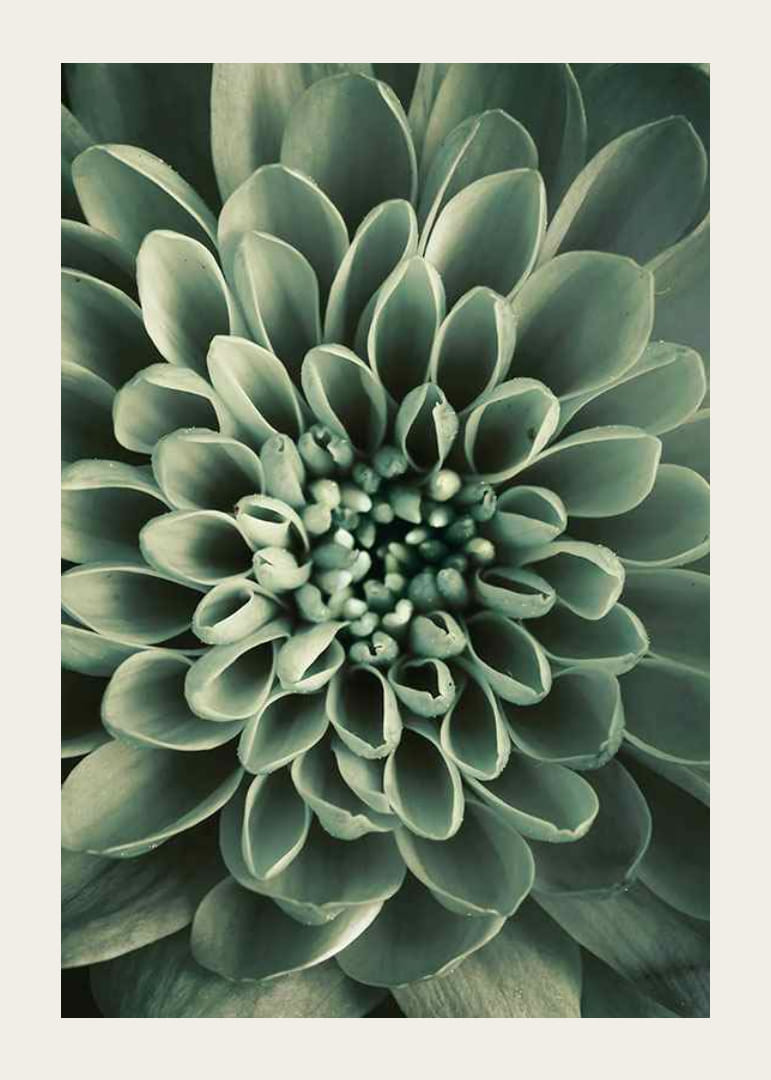 Close-up van een bloem met zachtgroene bloemblaadjes, fotografisch-12