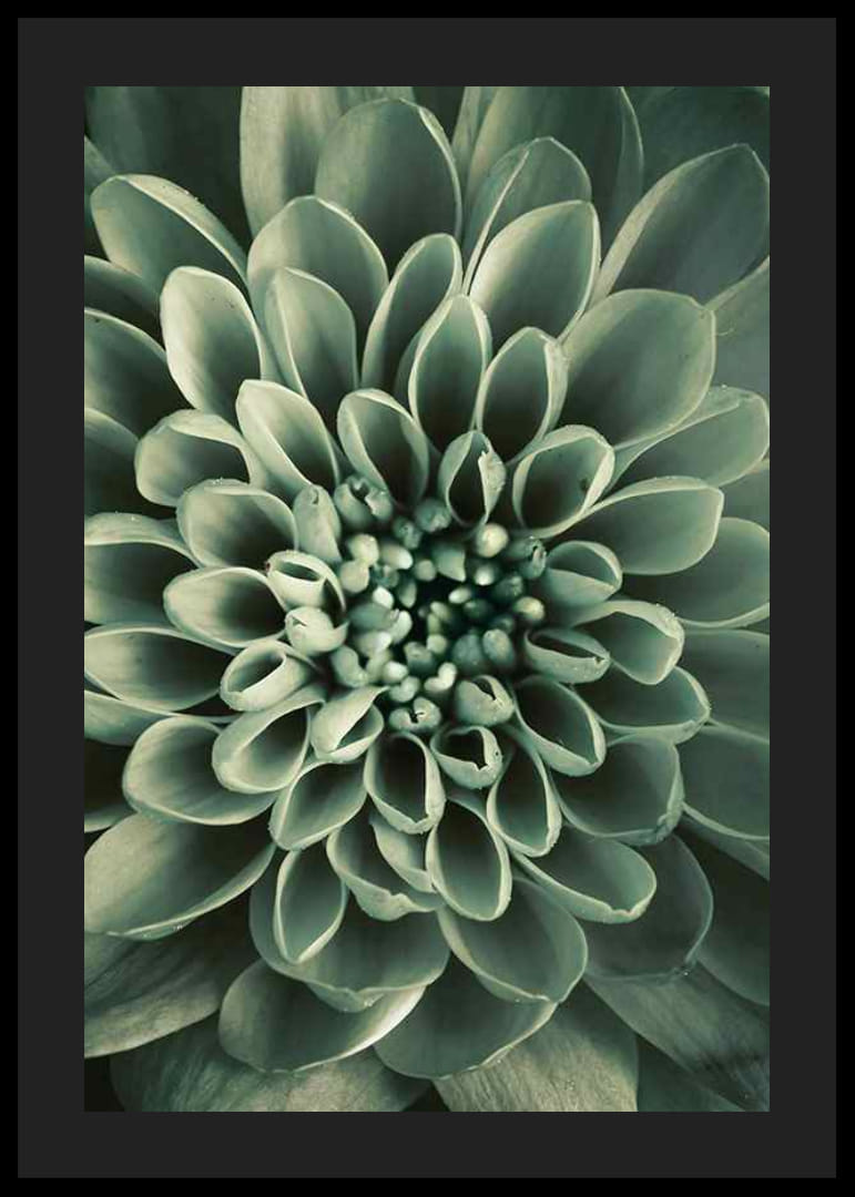 Close-up van een bloem met zachtgroene bloemblaadjes, fotografisch-12