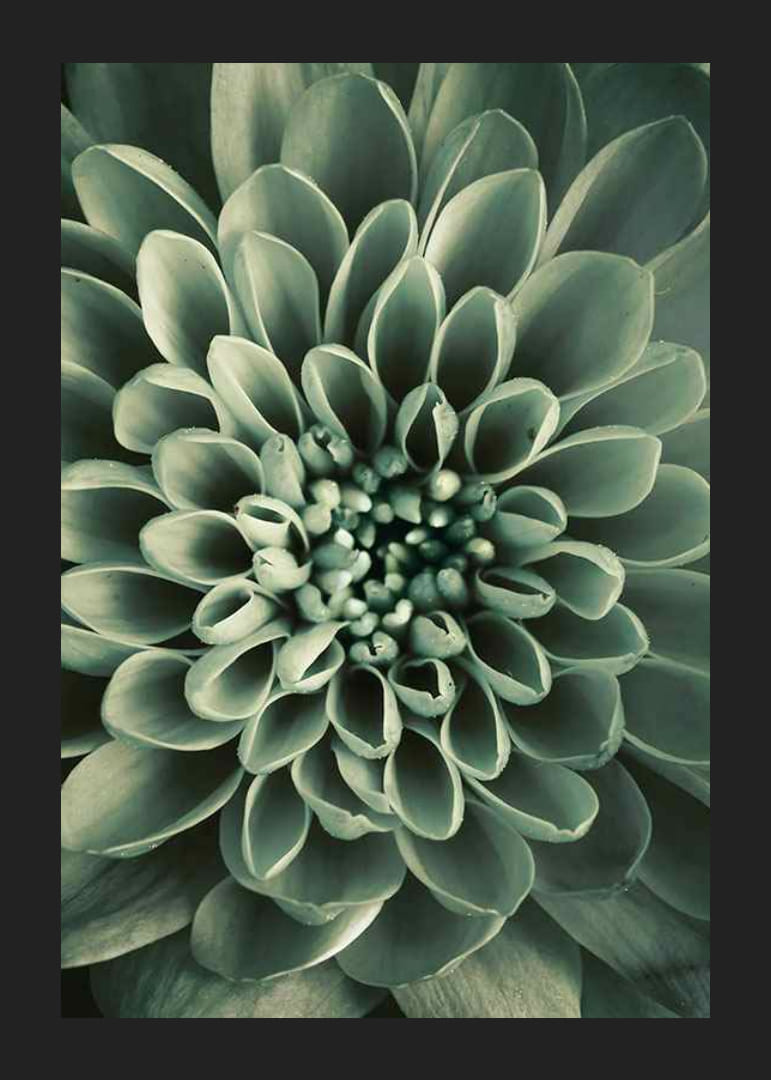 Close-up van een bloem met zachtgroene bloemblaadjes, fotografisch-12