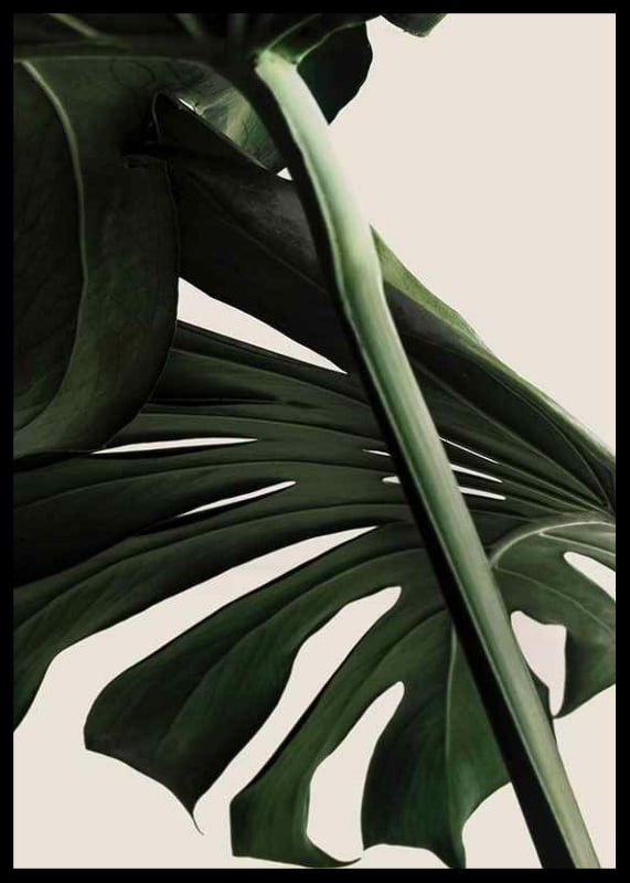 Närbild av gröna monstera-blad mot ljus beige bakgrund-12
