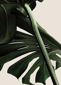 Närbild av gröna monstera-blad mot ljus beige bakgrund-7