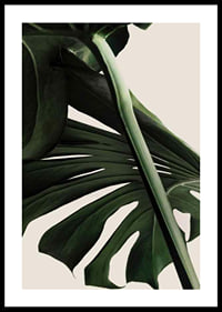Närbild av gröna monstera-blad mot ljus beige bakgrund-0