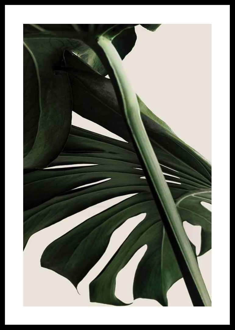 Närbild av gröna monstera-blad mot ljus beige bakgrund-12