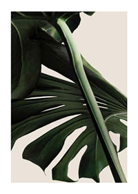 Närbild av gröna monstera-blad mot ljus beige bakgrund-1