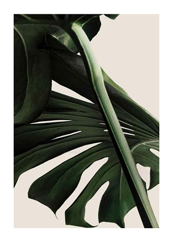 Poster Monstera One