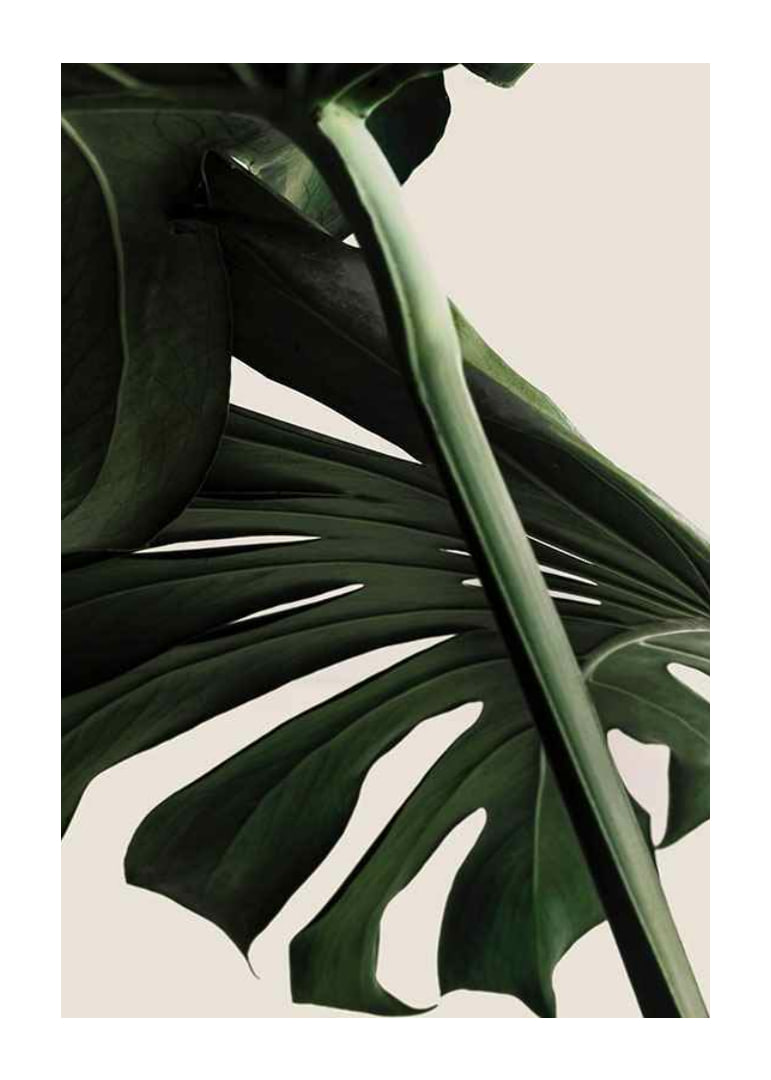 Närbild av gröna monstera-blad mot ljus beige bakgrund-12
