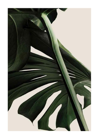 Affiche Monstera One