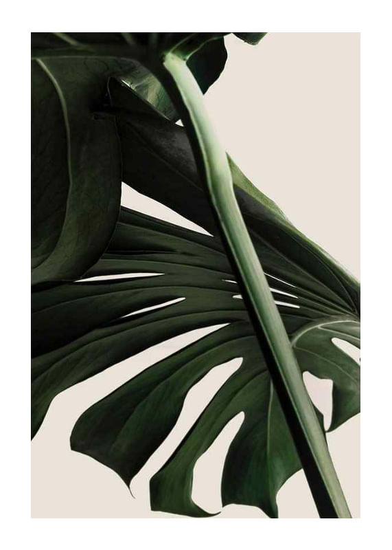 Monstera One-12