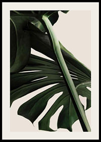 Närbild av gröna monstera-blad mot ljus beige bakgrund-2