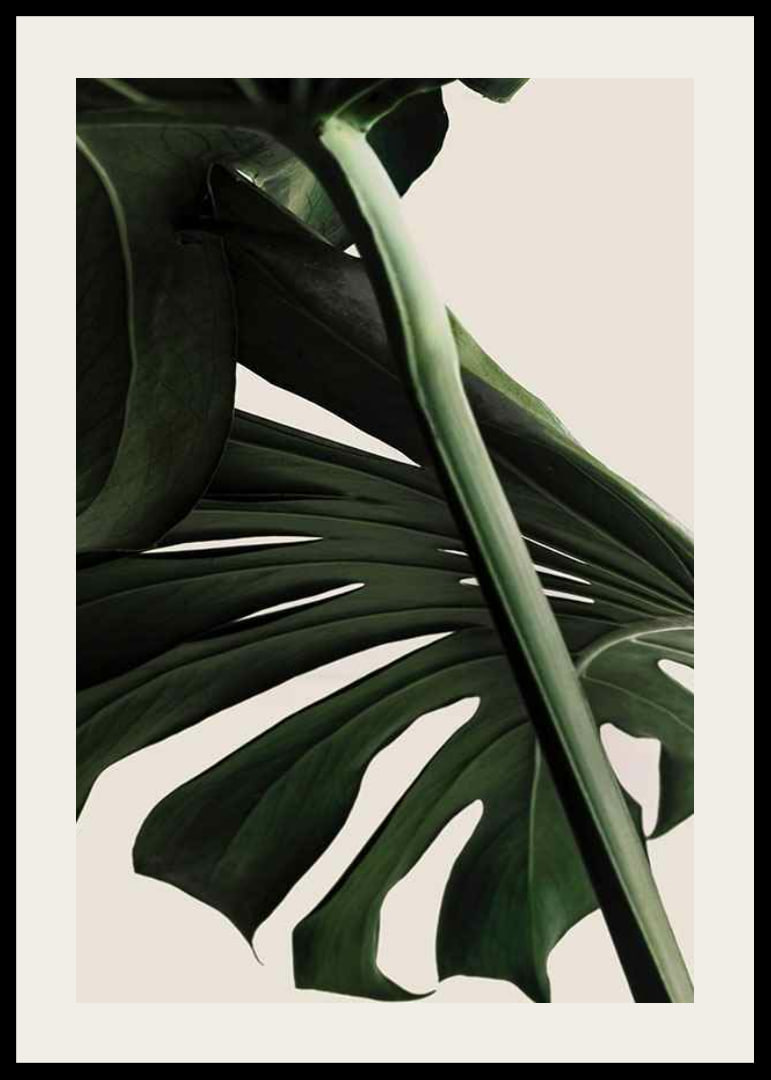 Närbild av gröna monstera-blad mot ljus beige bakgrund-12